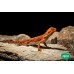 Pogona - Dragón Barbudo  Red - Rojo